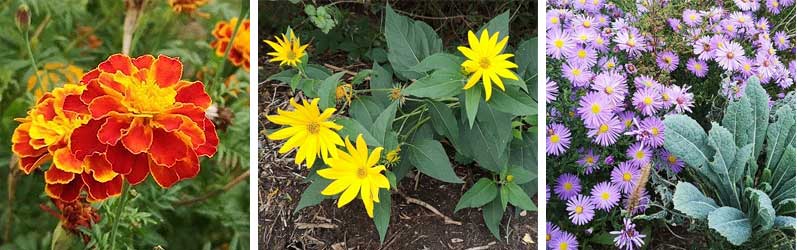 Blüten im Garten